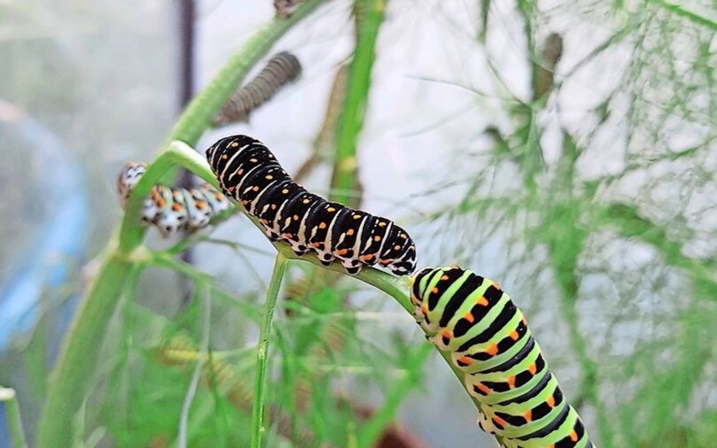 Mit jeder Häutung ändert sich die Hautfarbe der Raupe des Schwalbenschwanzes, bis zur grünen Grundfarbe, die man kennt.