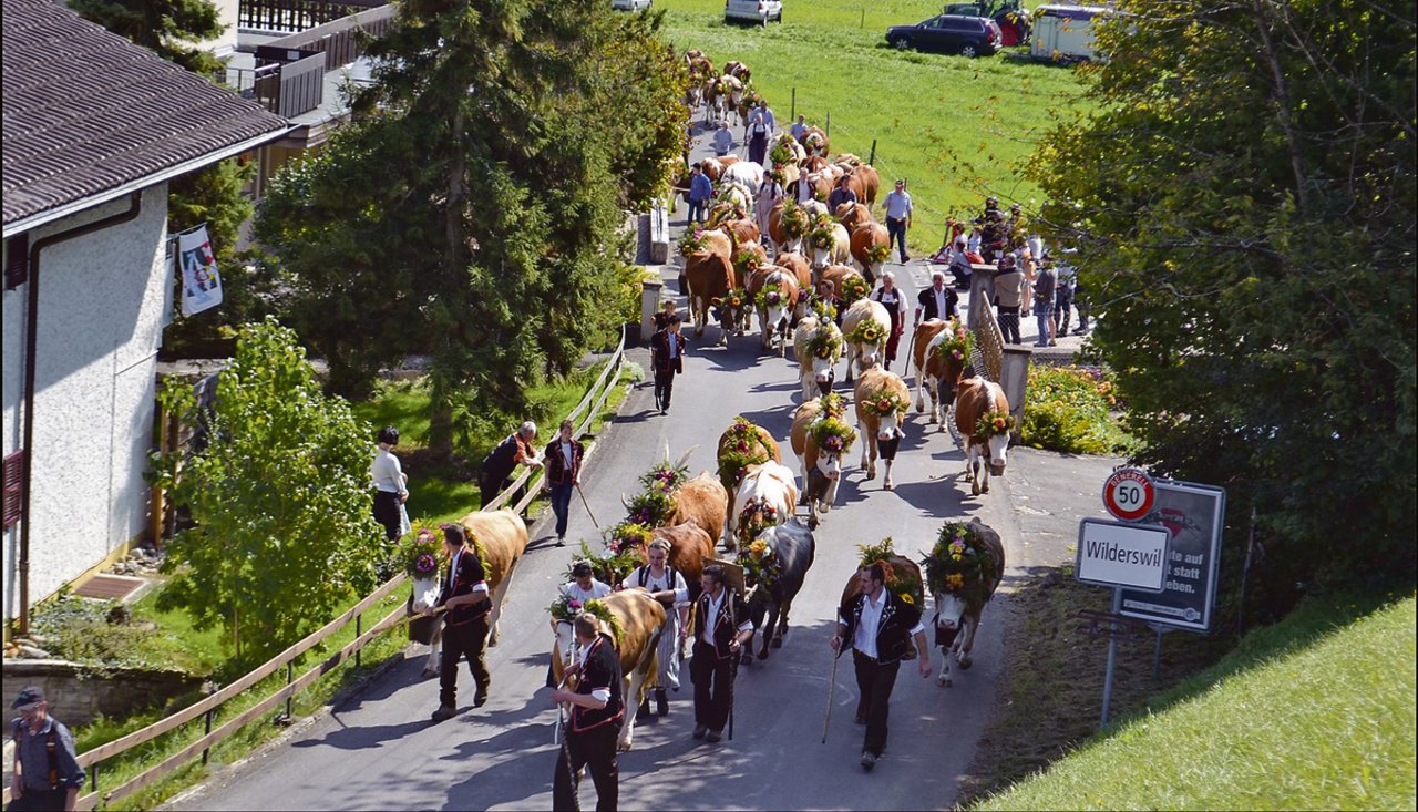 Viele Alpabfahrten mit anschliessendem Käseverkauf mussten wegen der Corona-Pandemie abgesagt werden. Auch die Alpabfahrt Sefine (Bild) im Berner Oberland, welche durch Interlaken führt, wird diesen Herbst nicht durchgeführt. (Bilder Peter Fankhauser)
