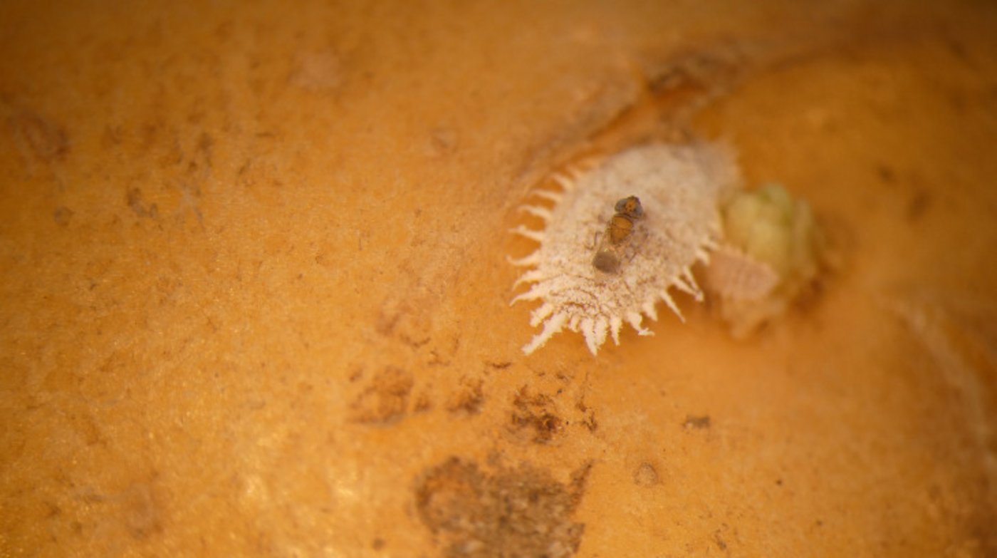 Die Schlupfwespe, die gegen die eingeschleppte Schmierlausart eingesetzt wird, kommt in der Schweiz bereits vor und wird daher für die Bekämpfung nicht neu eingeführt. (Bild Kanton Wallis) 