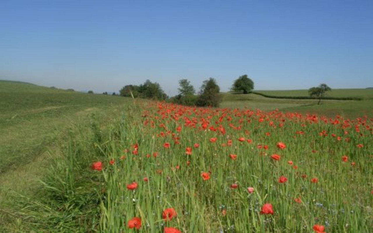 Meist werden Ackerschonstreifen am Rand von Getreideflächen angelegt. (Bild Agroscope)