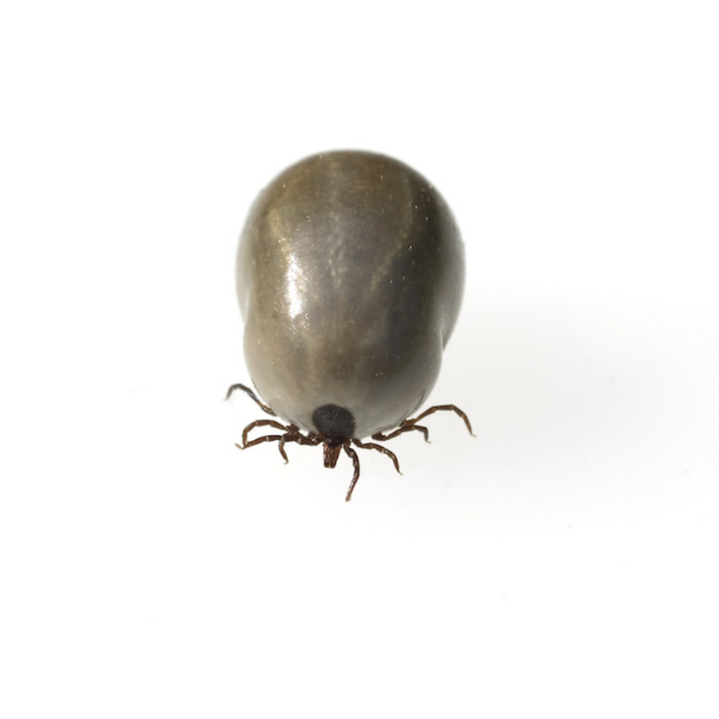 Eine vollgesogene Zecke. Es ist aber keine Hyalomma-Zecke. Diese haben nämlich auffällig gestreifte Beine. (Bild Fotolia)