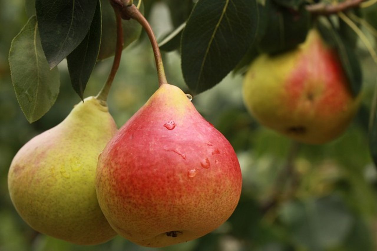 Gemäss dem Experten kann man im Zugergebiet mit einer guten Ernte bei Birnen und Äpfeln rechnen. (Bild Pixabay)