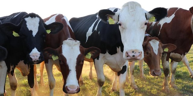 Der Weltkongress der Holsteinrasse 2021 musste nun endgültig abgesagt werden. (Bild Ruth Aerni)