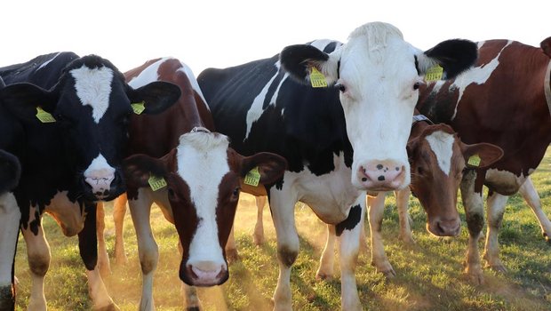 Der Weltkongress der Holsteinrasse 2021 musste nun endgültig abgesagt werden. (Bild Ruth Aerni)