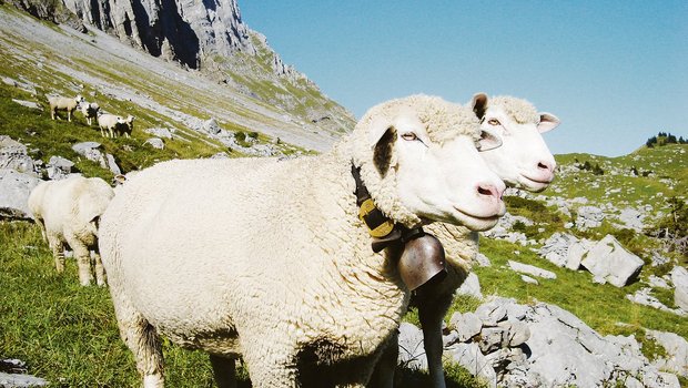 Urner Alpweiden statt Grünerlen-Monokulturen: Schafe halten die Verbuschung und Vergandung zurück und schützen damit das Klima. (Symbolbild Christian Aeschlimann)