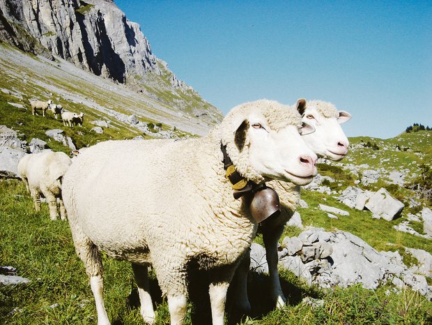 Urner Alpweiden statt Grünerlen-Monokulturen: Schafe halten die Verbuschung und Vergandung zurück und schützen damit das Klima. (Symbolbild Christian Aeschlimann)