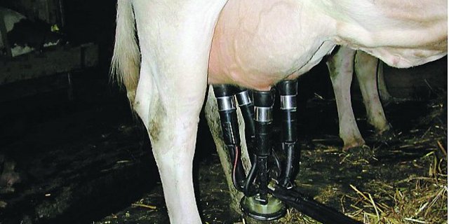 Saubere Euter erleichtern das Melken. (Bild Agridea)