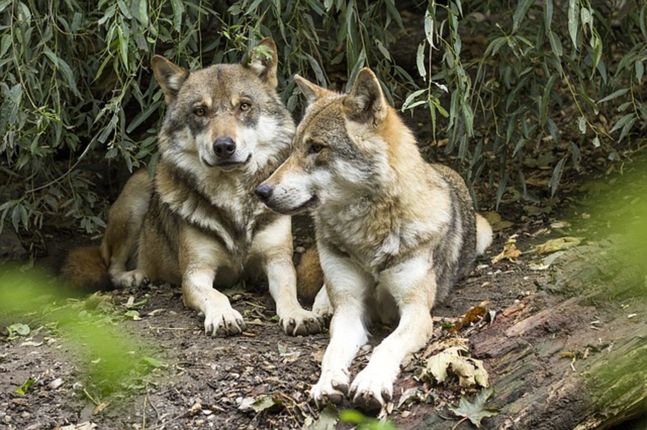Kommission des Ständerats, will den Abschuss von Wölfen vereinfachen. (Bild pixabay)