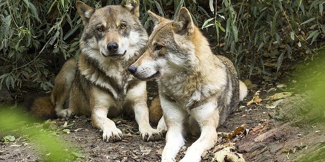 Kommission des Ständerats, will den Abschuss von Wölfen vereinfachen. (Bild pixabay)