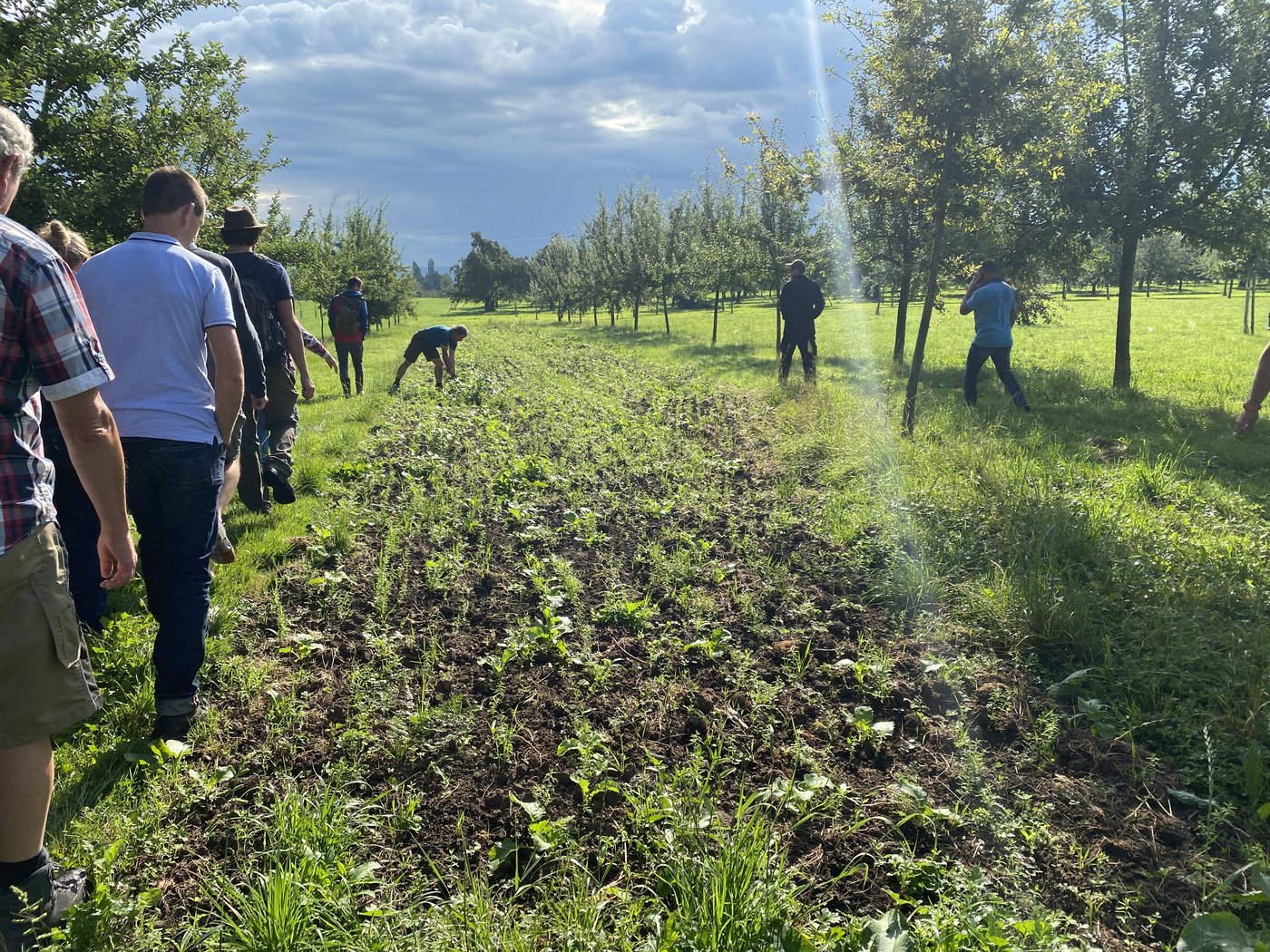 Hier wird mit Ruderalflächen zwischen den Baumreihen der Gartenrotschwanz gefördert.