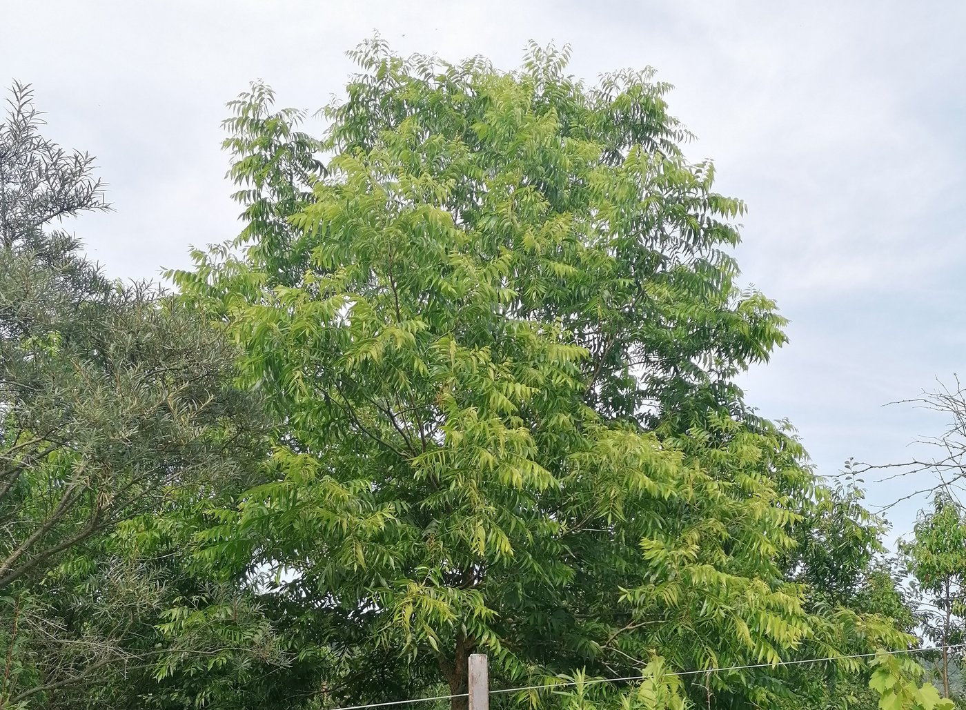 Pecannussbäume sind in der Schweiz selten anzutreffen – in Weiach stehen mehrere davon. (Bild Belinda Balmer)
