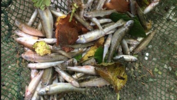 250 Fische vereendeten im Russgraben. (Bild Kapo Schaffhausen)