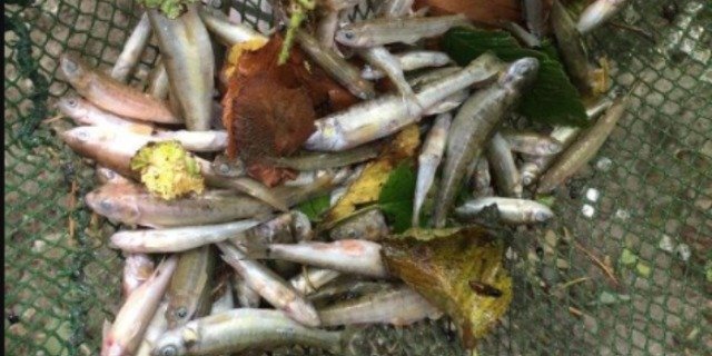 250 Fische vereendeten im Russgraben. (Bild Kapo Schaffhausen)