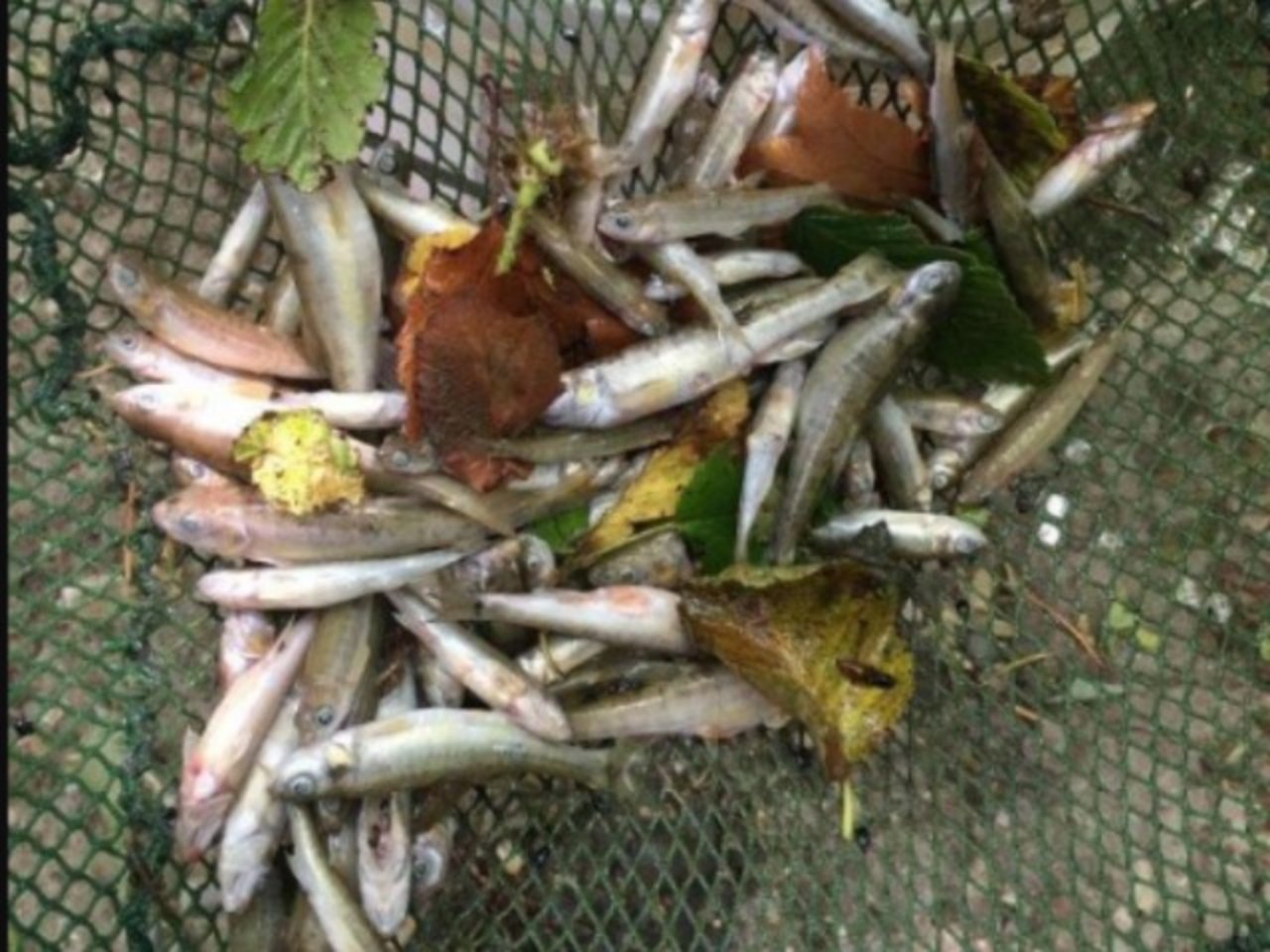 250 Fische vereendeten im Russgraben. (Bild Kapo Schaffhausen)