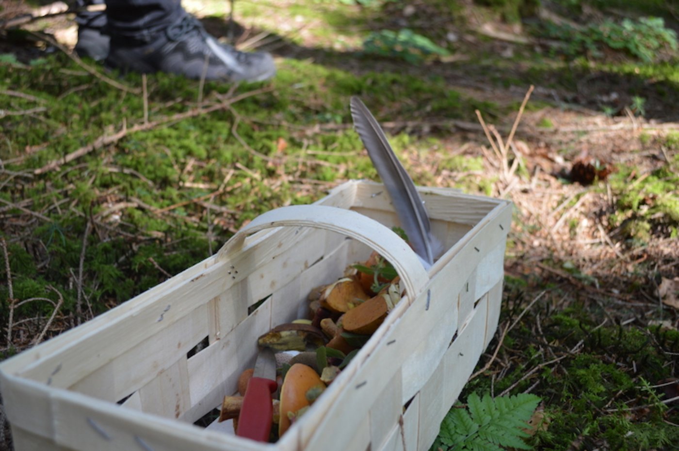 Lorenz Laubscher schenkt gerne. Immer wieder legt er Pilze in andere Körbchen. 