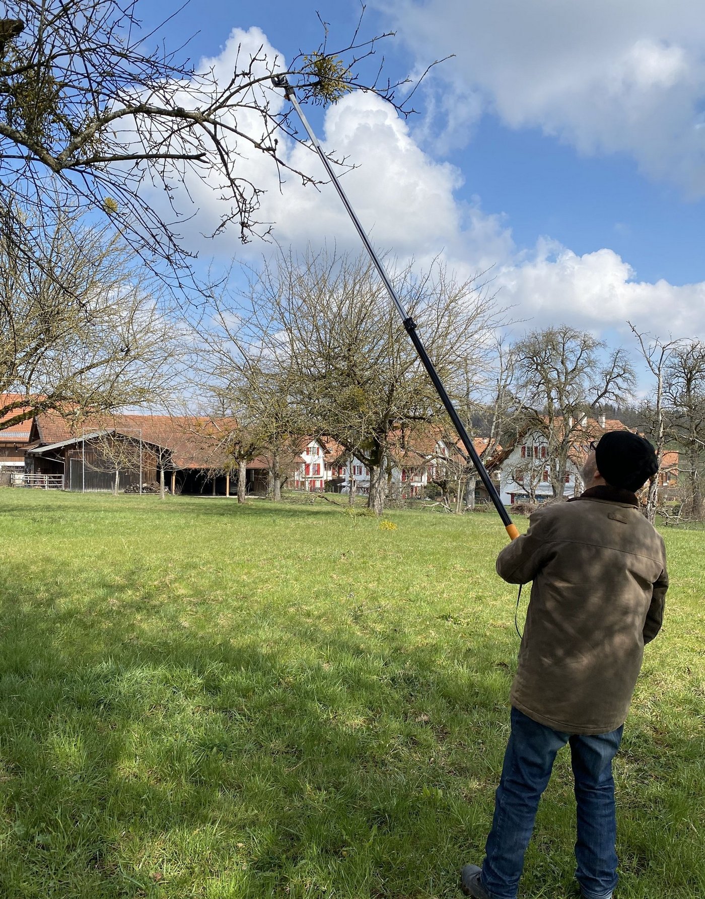 Mistelpflanzen müssen vom Baum geschnitten werden, um sie langfristig zu entfernen. Dies klappt mit einer Teleskop-Baumschere mit klappbarem Schneidkopf. (Bild Katrin Erfurt)