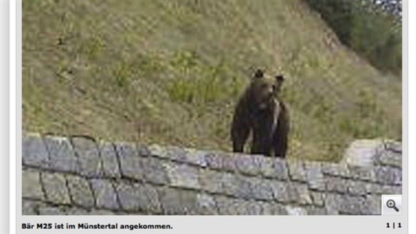 Braunbär M25 - hier fotografiert Anfang Sommer von einem Autofahrer. (Bild: Screenshot suedostschweiz.ch)