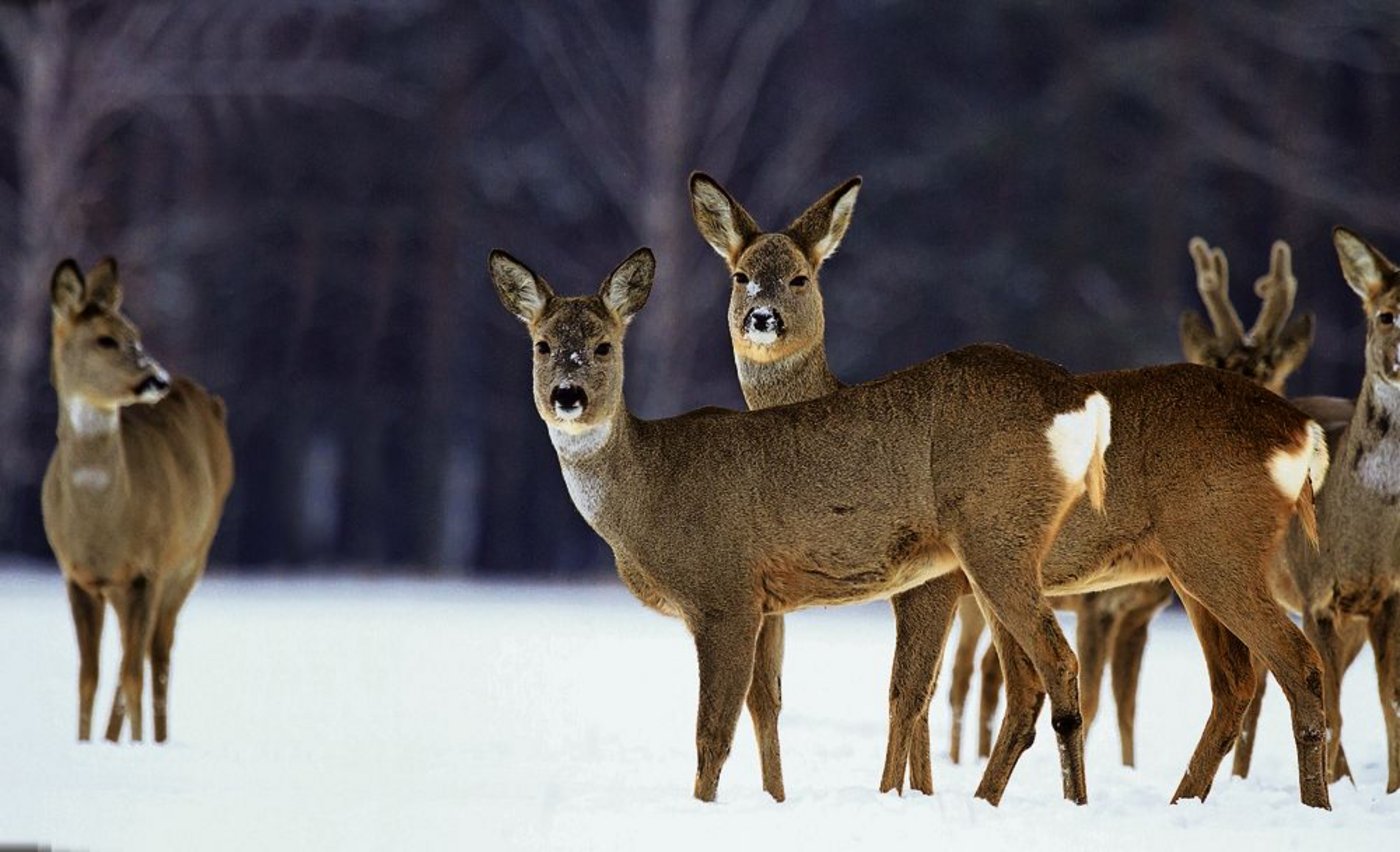 Niedlich anzusehen ist es ja, das Rotwild. Doch werden es zu viele, können sie gravierende Schäden im Wald anrichten. (Bild: Fotalia)