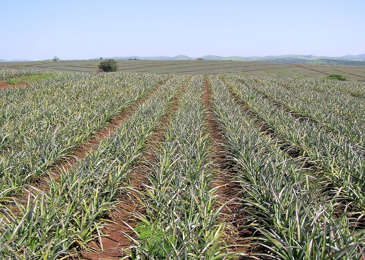 Farmland in Südafrika: Das Land gilt als Brotkorb Afrikas. (Bild mr)