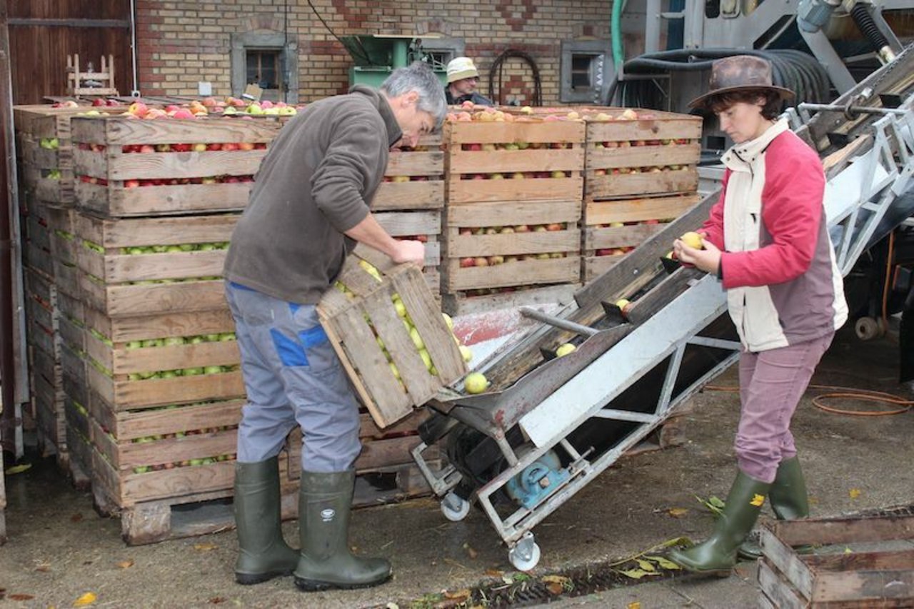 Susanne und Roger Hodel stellen sortenreine Apfelsäfte von 100 verschiedenen Hochstammbäumen her. 