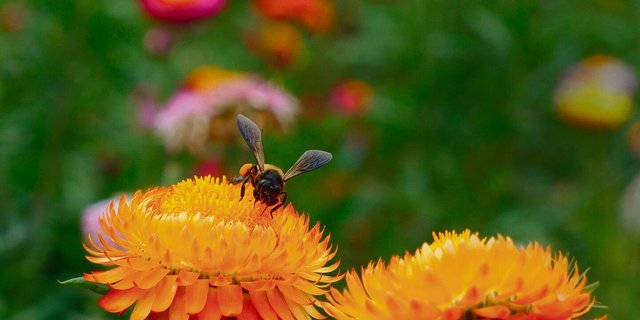 Die Bienen danken das Wildgärtnern mit sehr emsiger Bestäubung.