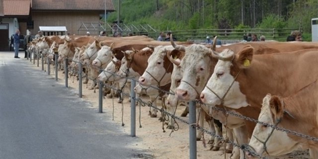 Das Angebot an Schlachtkühen ist aktuell klein. (Bild BauZ)