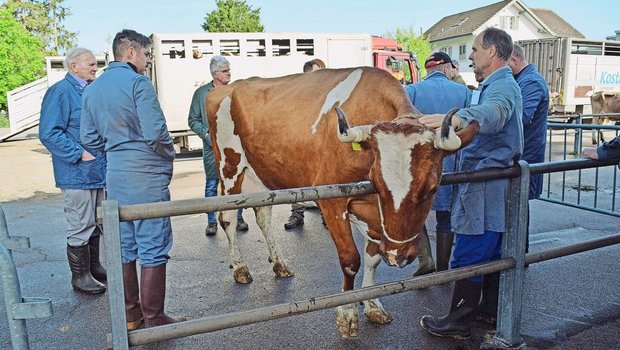 Soll der Marktplatz Weinfelden erhalten bleiben, dann müssten hier pro Jahr rund 750 Tiere gehandelt werden.