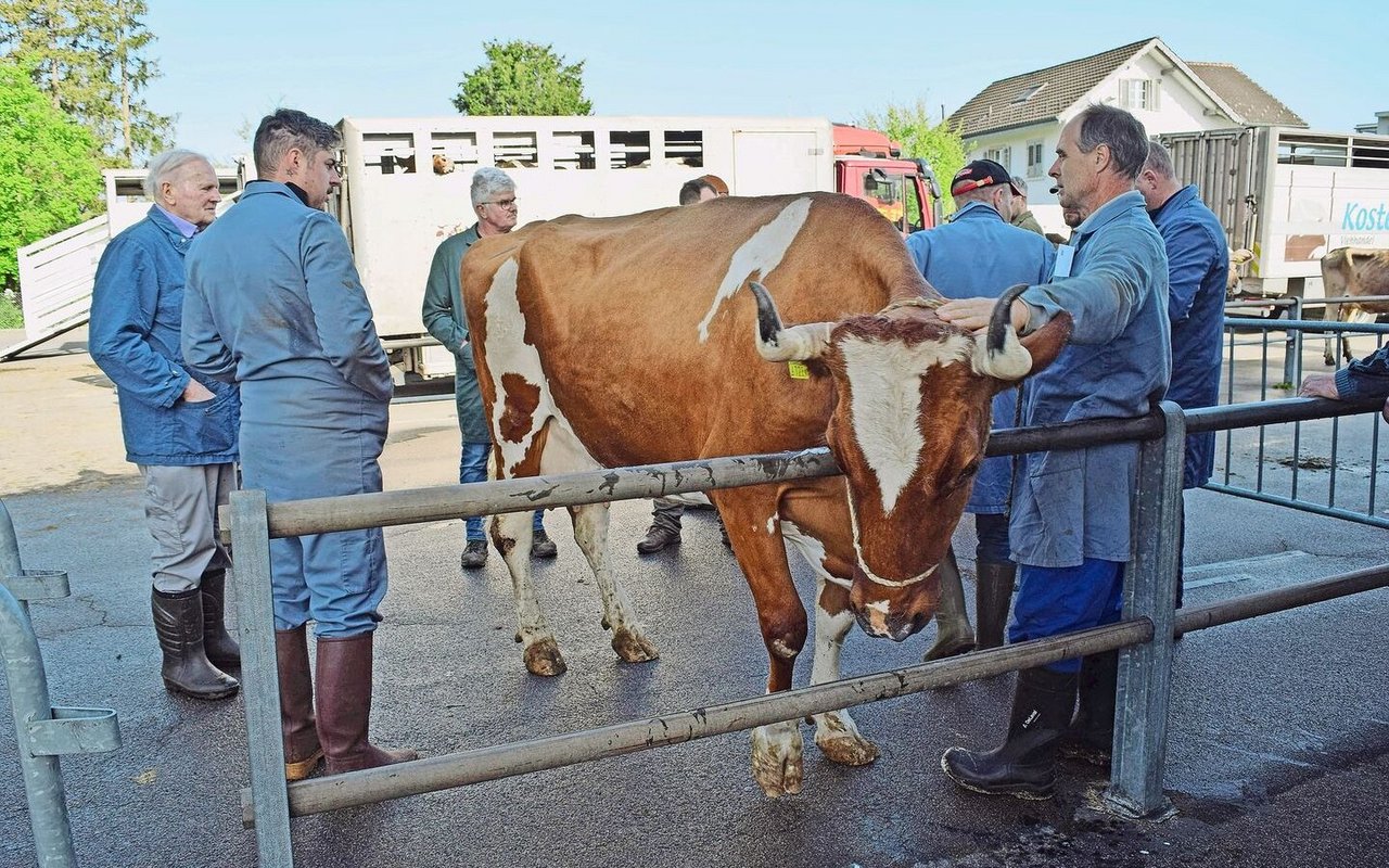 Soll der Marktplatz Weinfelden erhalten bleiben, dann müssten hier pro Jahr rund 750 Tiere gehandelt werden.