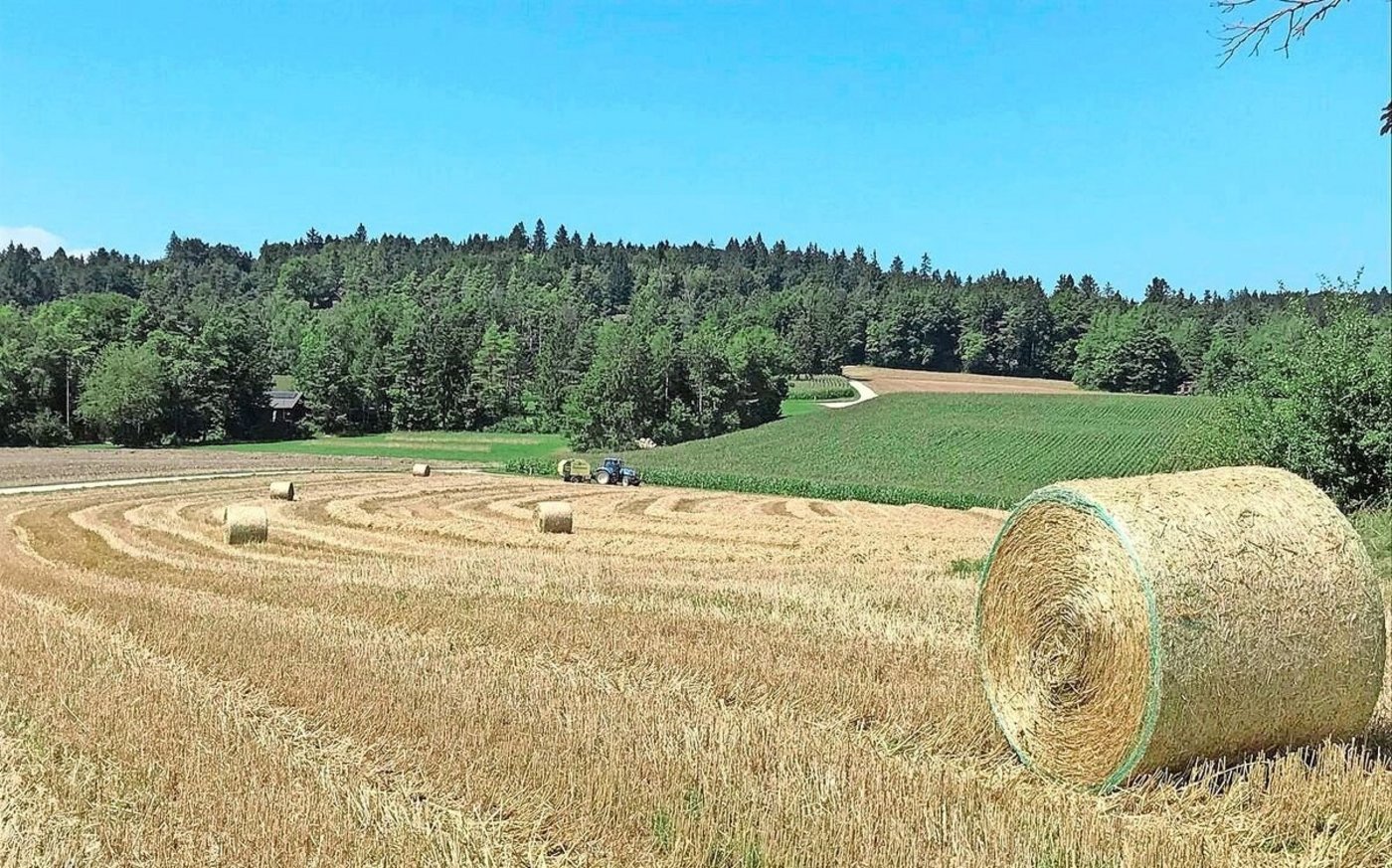 Nach dem Regen sind die Getreidefelder der Familie Werner alle ausgewachsen.