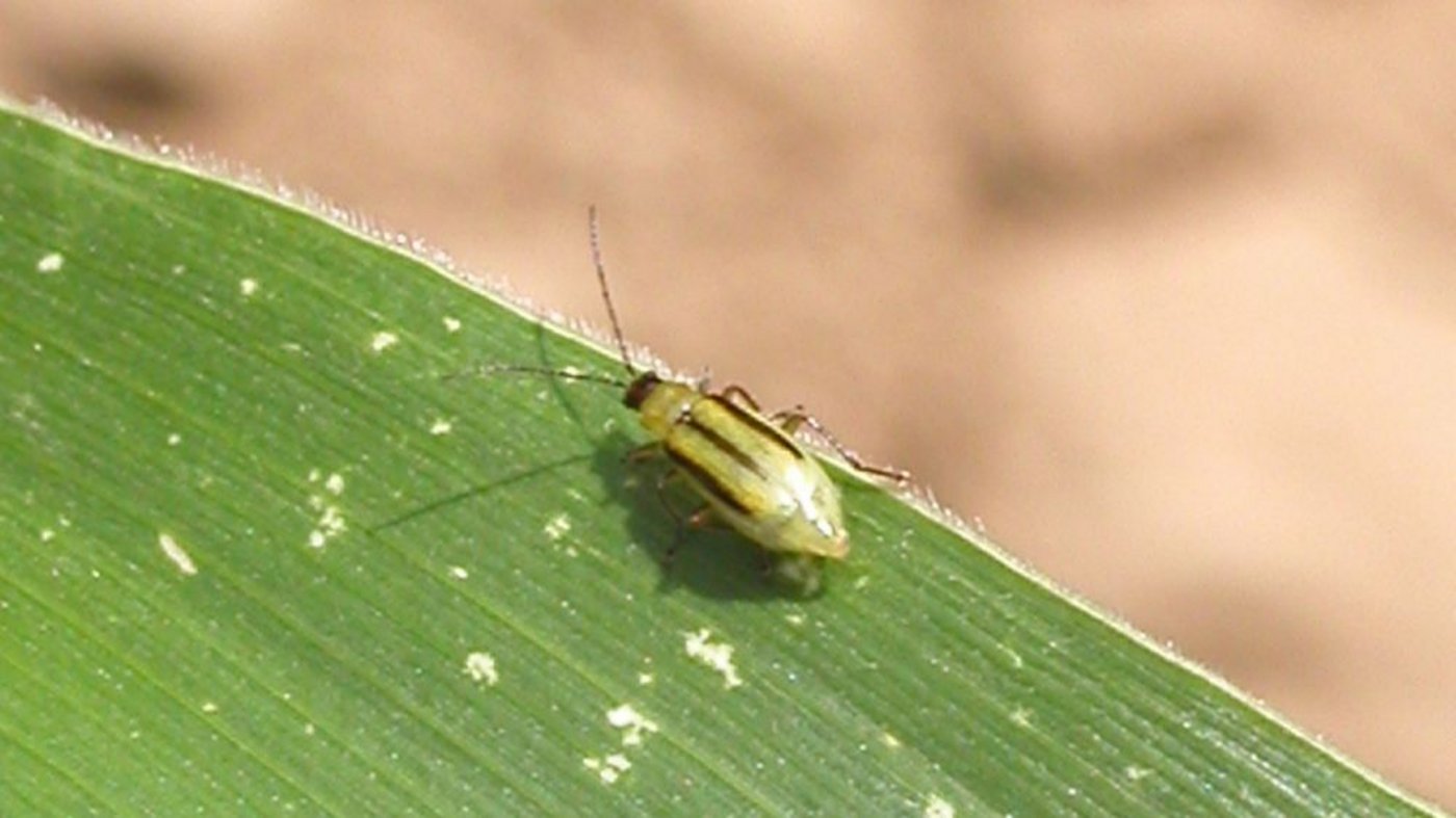 Der Maiswurzelbohrer bleibt gefährlich. (Bild: BauZ)