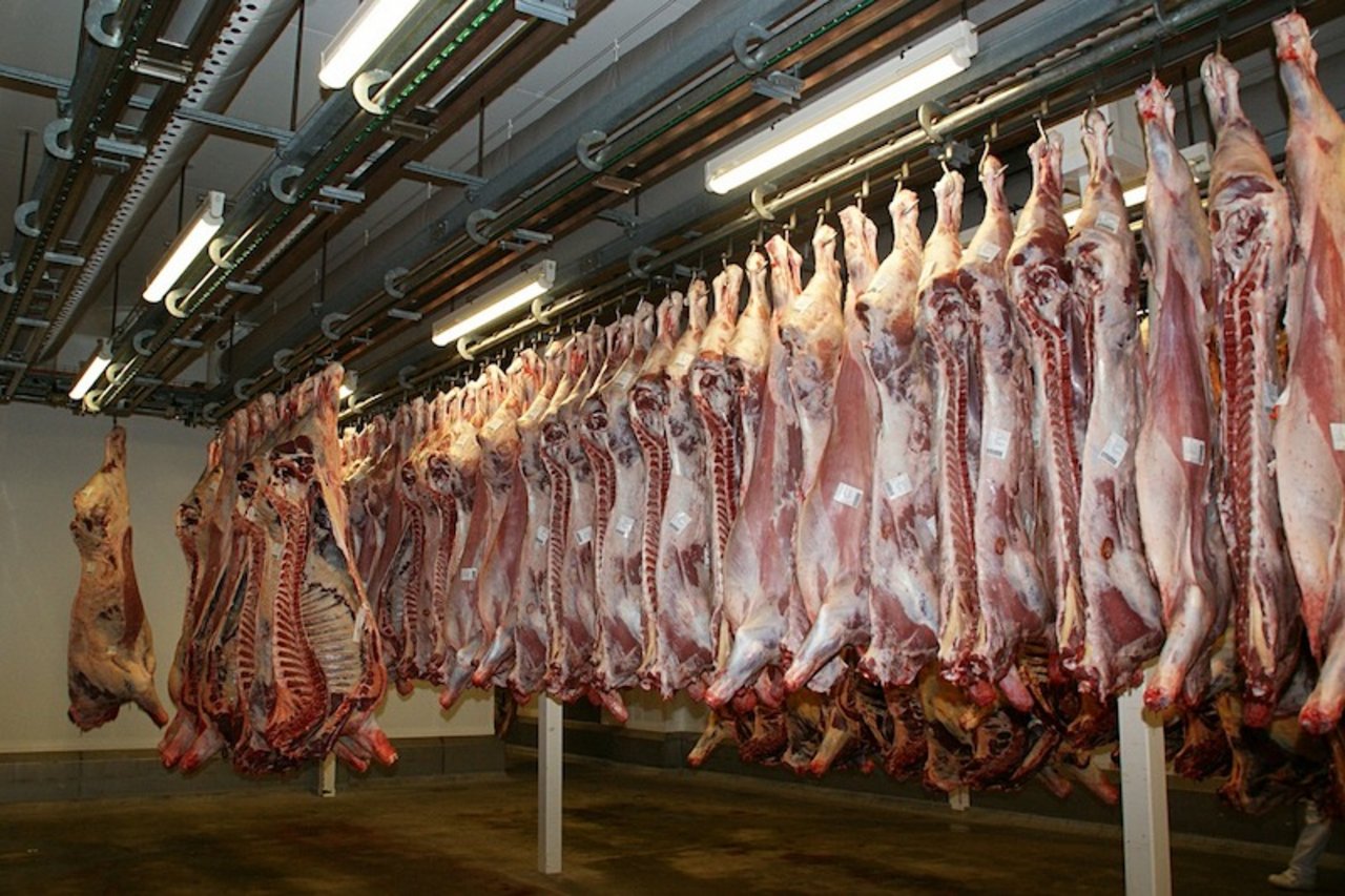 Vielen australischen Farmern bleibt nur, ihre Rinder schlachten zu lassen. (Bild Pixabay)