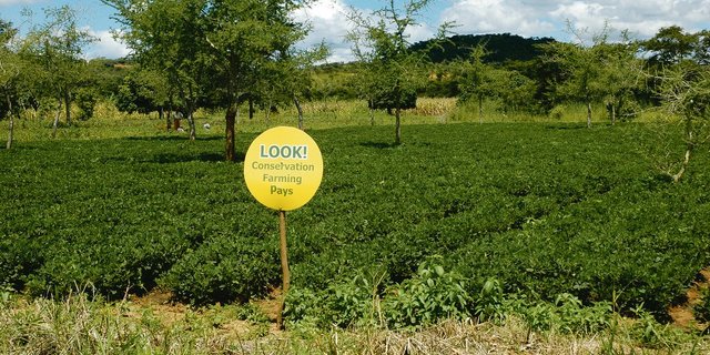 Stolz auf die Errungenschaften in Sachen Bodenschutz und Ertragssteigerungen: Die sambischen Bäuerinnen zeichnen ihre Felder aus. Hier steht: «Schau! Konservierende Landwirtschaft zahlt sich aus». (Bilder Marianne Stamm)