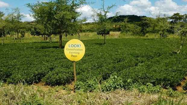 Stolz auf die Errungenschaften in Sachen Bodenschutz und Ertragssteigerungen: Die sambischen Bäuerinnen zeichnen ihre Felder aus. Hier steht: «Schau! Konservierende Landwirtschaft zahlt sich aus». (Bilder Marianne Stamm)