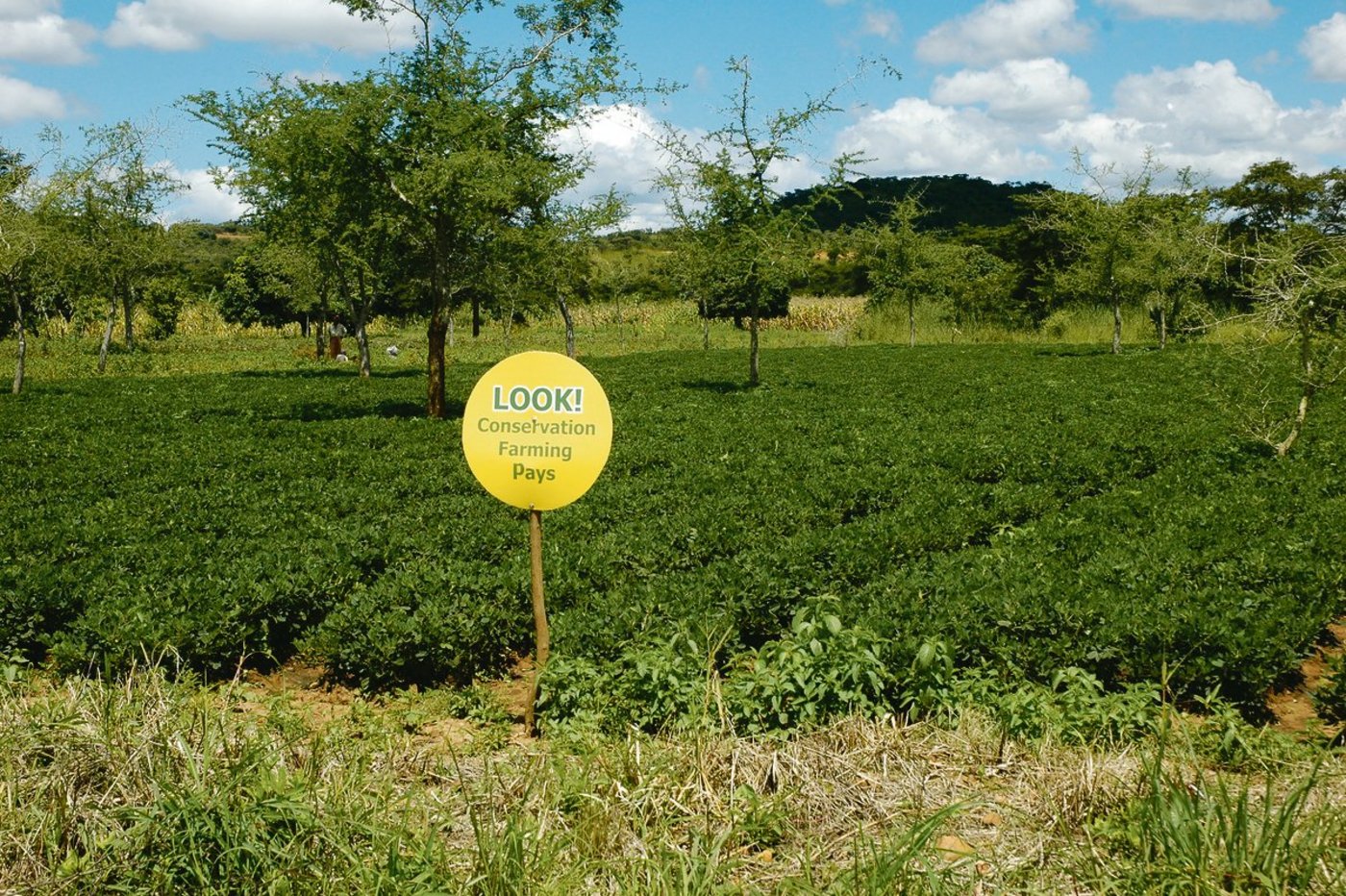 Stolz auf die Errungenschaften in Sachen Bodenschutz und Ertragssteigerungen: Die sambischen Bäuerinnen zeichnen ihre Felder aus. Hier steht: «Schau! Konservierende Landwirtschaft zahlt sich aus». (Bilder Marianne Stamm)