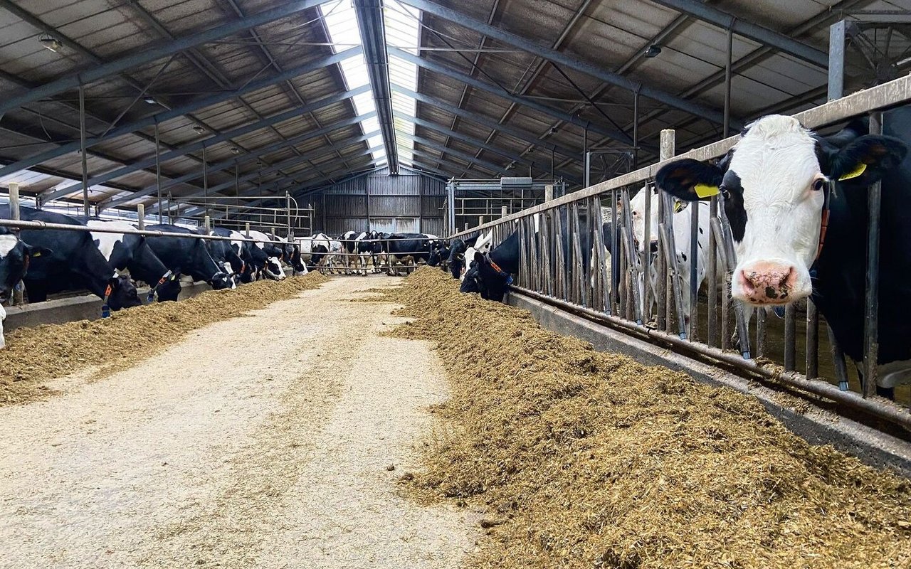 Blick in einen typischen holländischen Milchvieh-Stall in Friesland: Im Durchschnitt halten die Produzenten 125 Kühe. Dabei ist in den meisten Betrieben auch Weidegang Teil der Fütterung. 