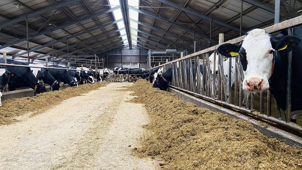 Blick in einen typis Blick in einen typischen holländischen Milchvieh-Stall in Friesland: Im Durchschnitt halten die Produzenten 125 Kühe. Dabei ist in den meisten Betrieben auch Weidegang Teil der Fütterung.
