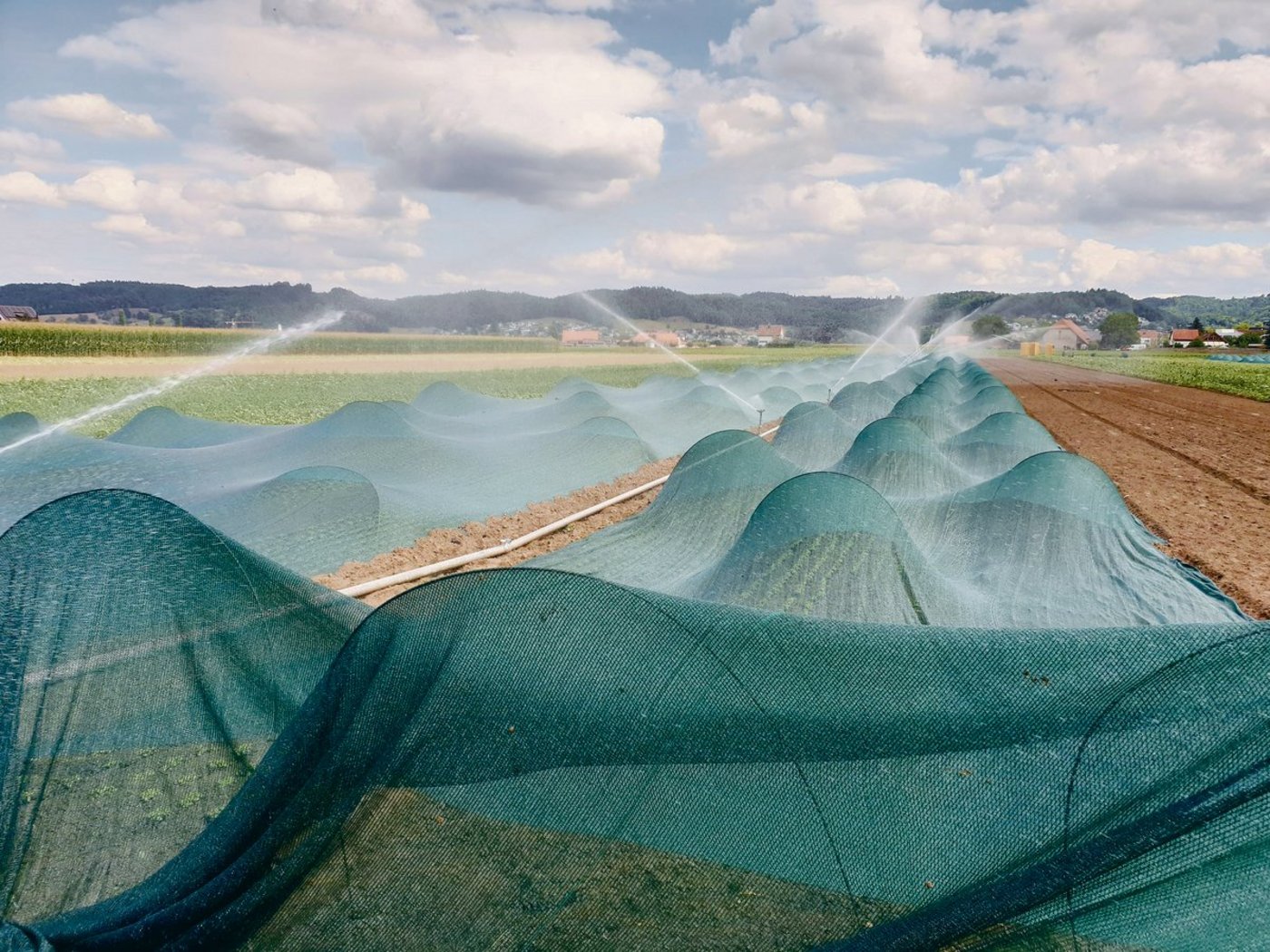 Bewässerung einer Gemüsekultur  im Suhrental. Bäuerliche Grossräte möchten den Bewässerungsbedarf in der Landwirtschaft besser abdecken, nun überprüft der Kanton Aargau sein Leitbild Wasserversorgung.(Symbolbilder rae)