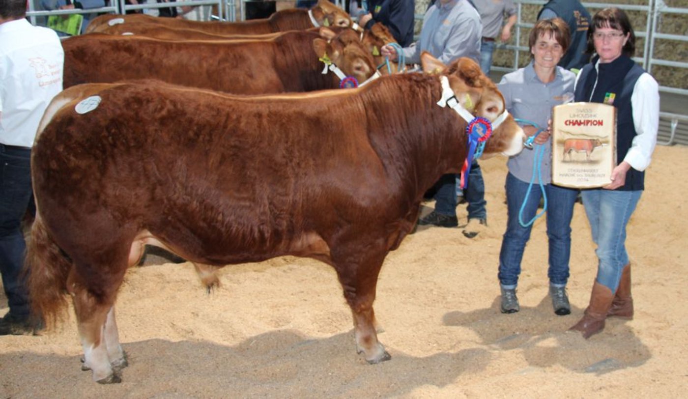 Bei den Limousin wurde der Stier Galliker’s Interio Champion. Der Formatstarke Stier ist mit 94 (Format), 95 (Bemuskelung), 93 (Fundament) und 94 in der Synthese beurteilt. Er galt an der Auktion 5400 Franken.
