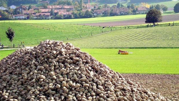 Für viele Bauern wird es dieses Jahr wohl der letzte Rübenhaufen sein. Wegen des sinkenden Preises verzichten sie in Zukunft auf den Zuckerrübenanbau. (Bild Martin Aeschlimann / landwirtschaft.ch) 