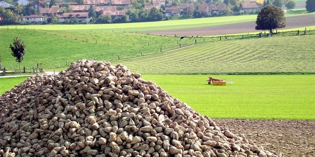 Für viele Bauern wird es dieses Jahr wohl der letzte Rübenhaufen sein. Wegen des sinkenden Preises verzichten sie in Zukunft auf den Zuckerrübenanbau. (Bild Martin Aeschlimann / landwirtschaft.ch) 