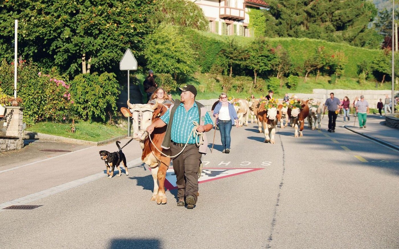 An der Viehschau hat der Stier Pirmin (Eigentümer Werner Singer) am Halfter von Stefan Aeschlimann seinen grossen Auftritt.