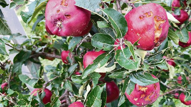Vielerorts gab es Hagelschäden auch am Mostobst. Ob sich derart stark verletzte Äpfel noch zur Verarbeitung eignen, ist fraglich. 