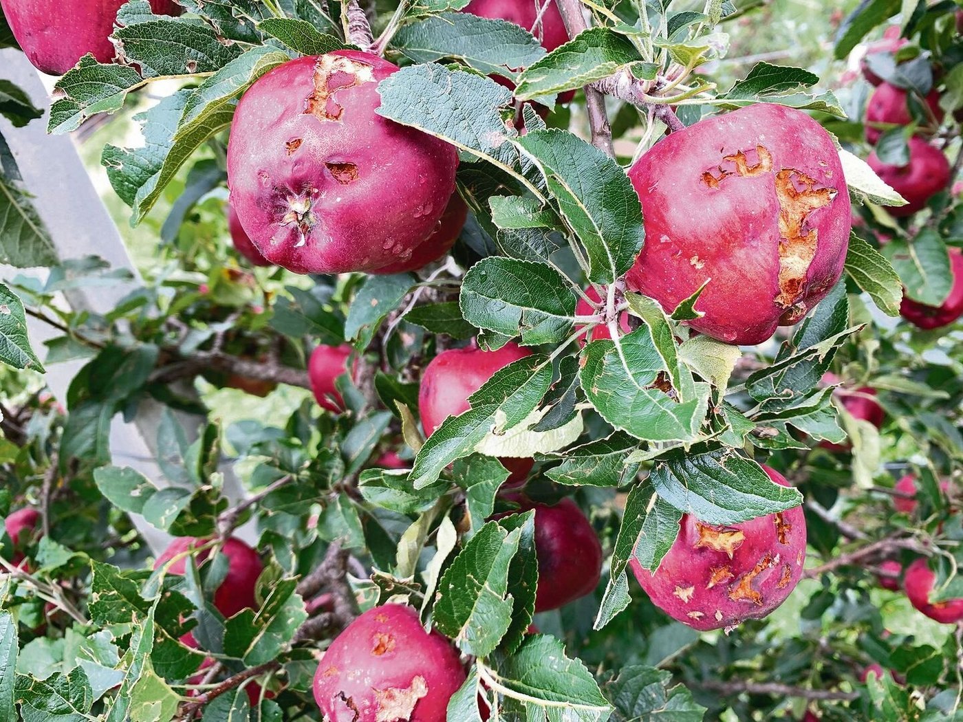 Vielerorts gab es Hagelschäden auch am Mostobst. Ob sich derart stark verletzte Äpfel noch zur Verarbeitung eignen, ist fraglich. 