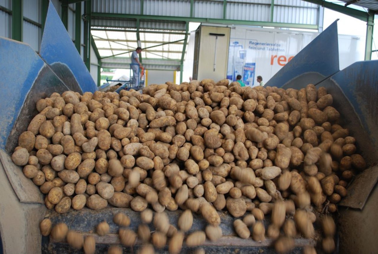 Heuer werden die Kartoffelpreise später bekannt gegeben als üblich. (Bild BauZ)