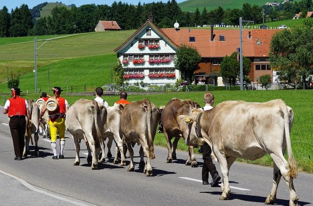 Kühe zügeln ist nicht immer unproblematisch und die Tiere haben bei der Routenwahl auch mal ihren eigenen Kopf. (Bild Pixabay)