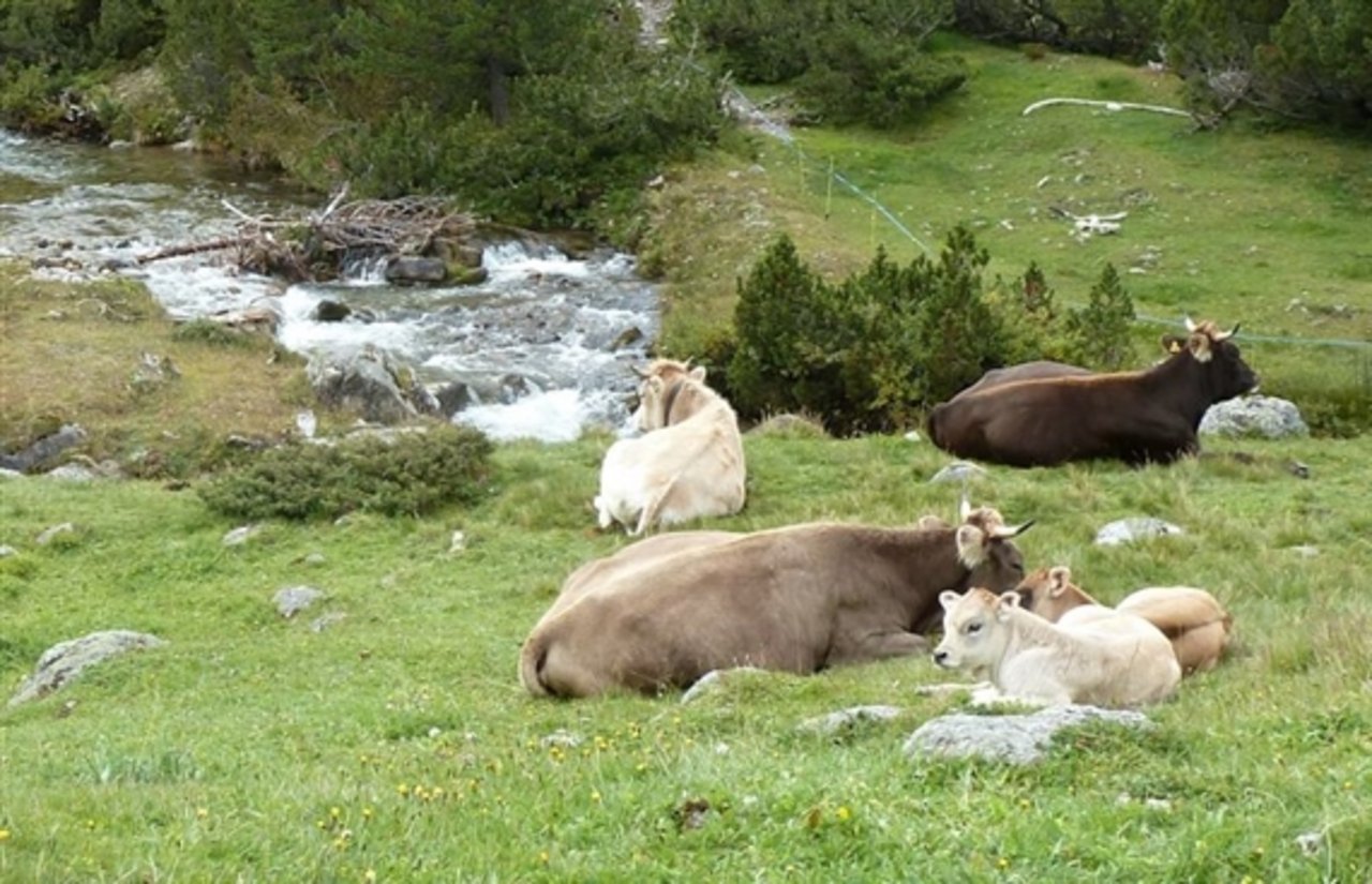 Auf den Alpen sind immer mehr Mutterkühe anzutreffen. (Bild E. Szerencsits, Agroscope) 
