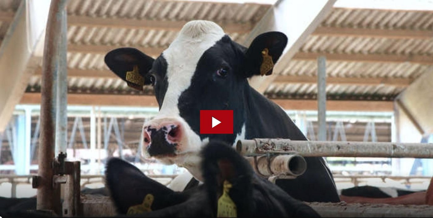 Hat eine Hauptrolle im globalen Milchzirkus: Die Kuh. (Screenshot SRF)