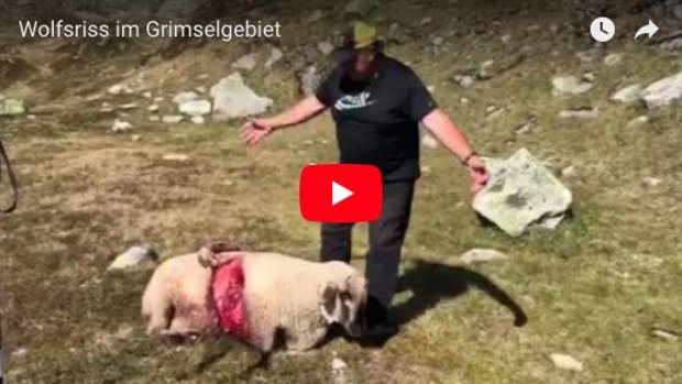 Schafhalter aus dem Grimselgebiet im Berner Oberland. (Bild zVg)