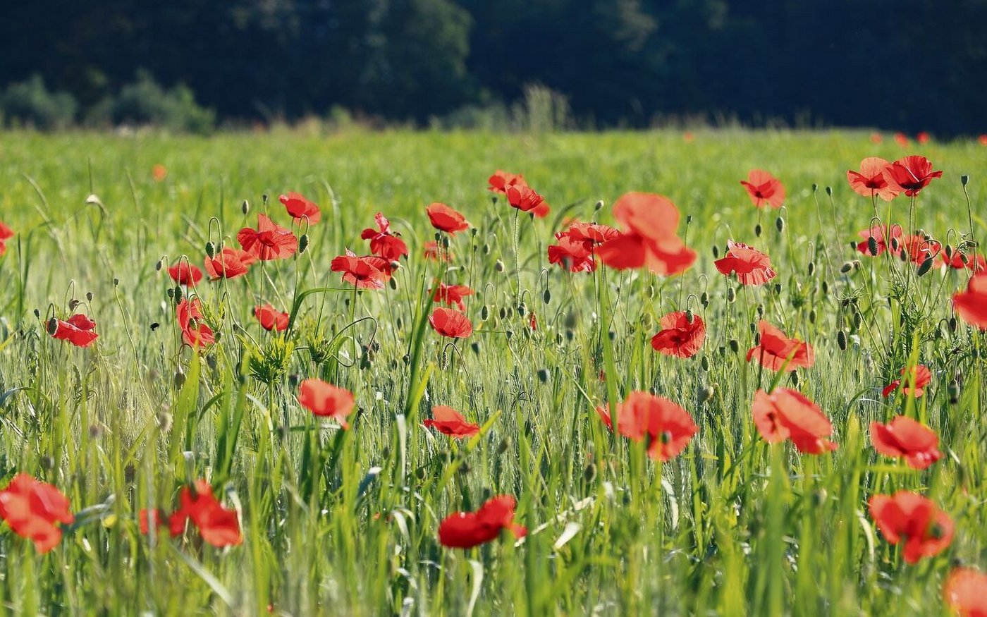 Hier wachsen Brot und Blumen: Landschaftsprojekte prägen die Umwelt. Der Aargau gibt Verlängerung ein, künftig unter einem Dach mit Biodiversitätsprojekten.  