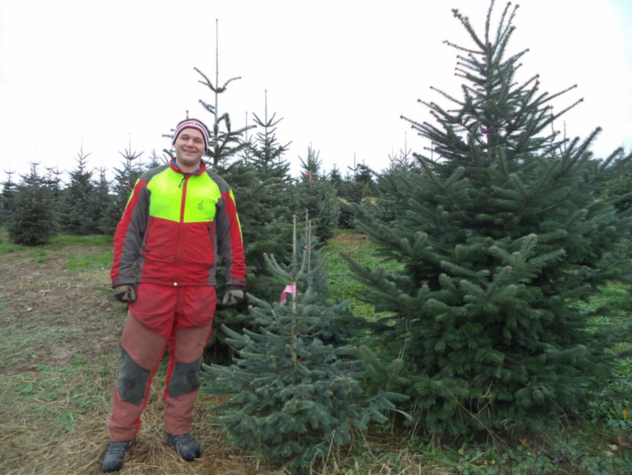 Sohn Thomas Luder ist ebenfalls aktiv in der Produktion. Derzeit herrscht Hochsaison, doch gepflegt werden müssen die Bäume das ganze Jahr über.